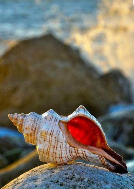 Il Murice Vezzano Ligure Dış mekan fotoğraf